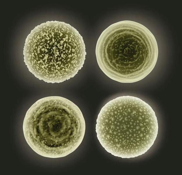 Ultrasonic cell disruption process